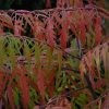 Tiger Eyes Sumac #2 - Image 3